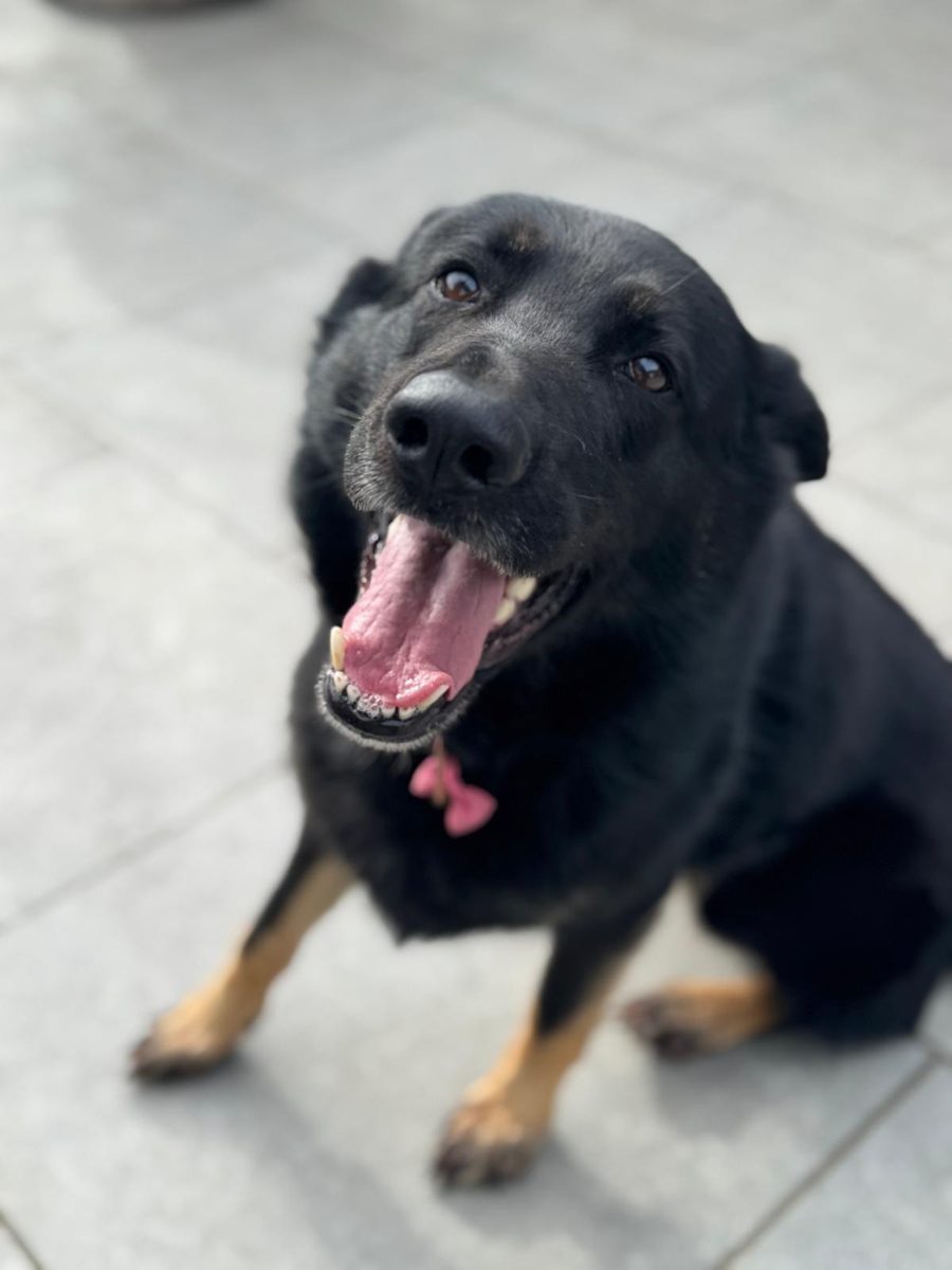 A happy dog at home